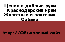 Щенок в добрые руки - Краснодарский край Животные и растения » Собаки   